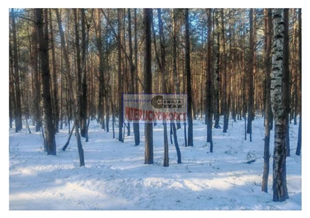 Działka leśna Tartak, Azaliowa. Zdjęcie 7