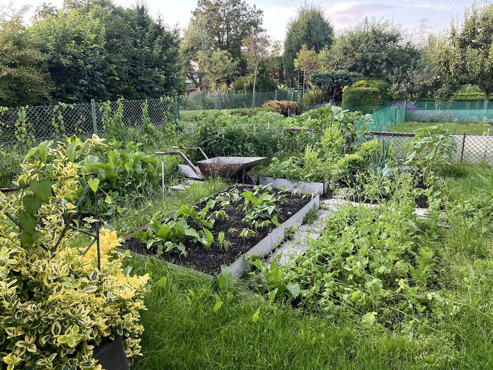 Działka rod Gdańsk Brzeźno, ul. Jana Kochanowskiego. Zdjęcie 5