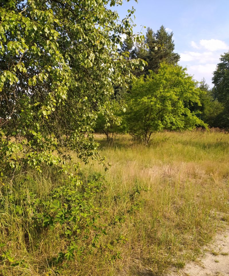 Działka leśna Rudnik nad Sanem, ul. Leśna. Zdjęcie 3