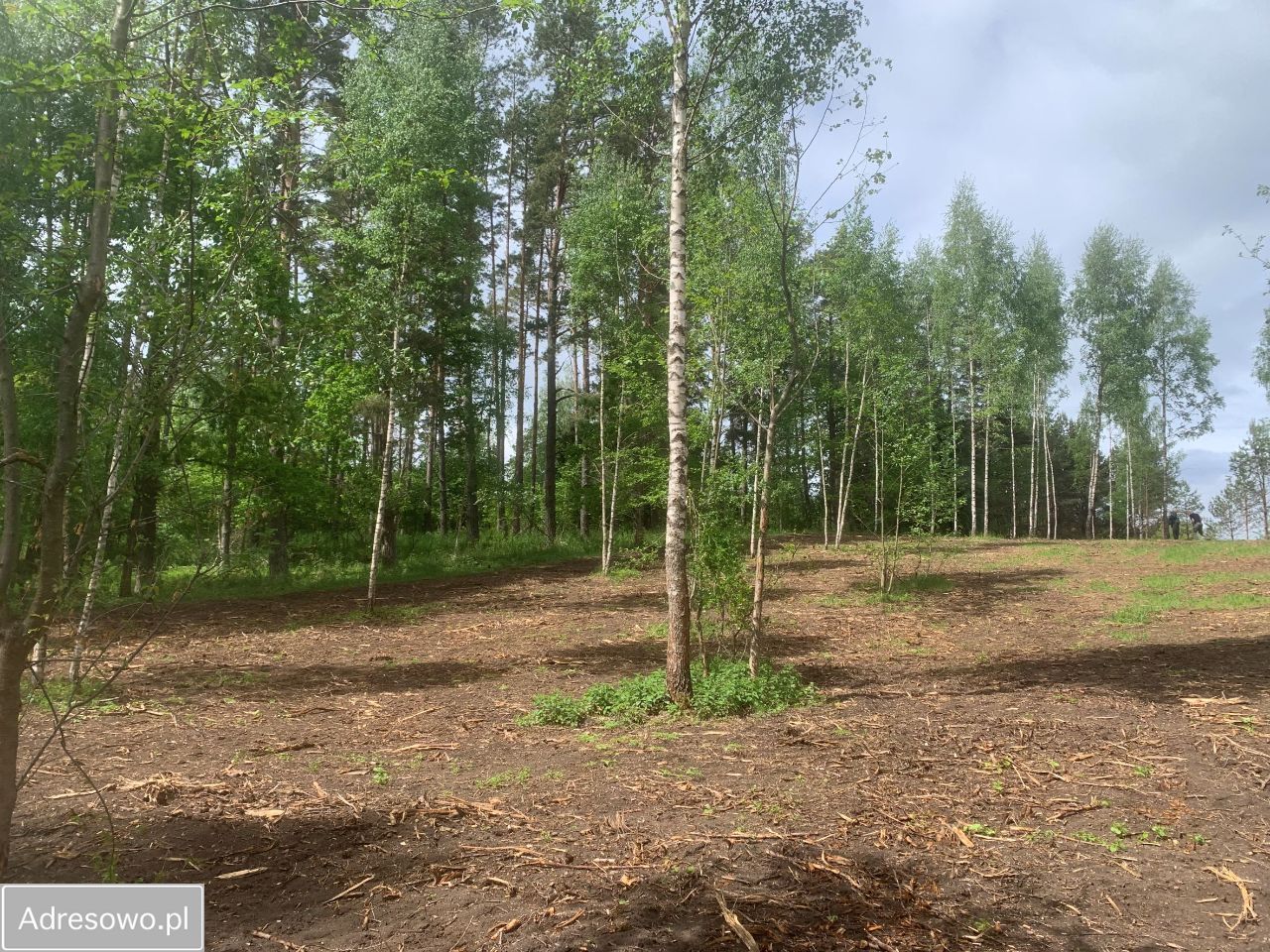 Działka Jęcznik. Zdjęcie 3