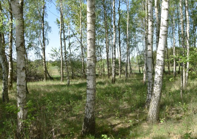 Działka budowlana Zawieprzyce-Kolonia. Zdjęcie 1