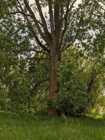 Działka budowlana Strońsko. Zdjęcie 6