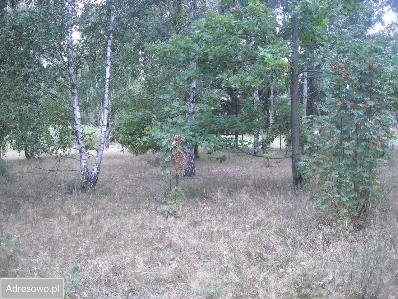 Działka budowlana Stare Koziminy. Zdjęcie 6