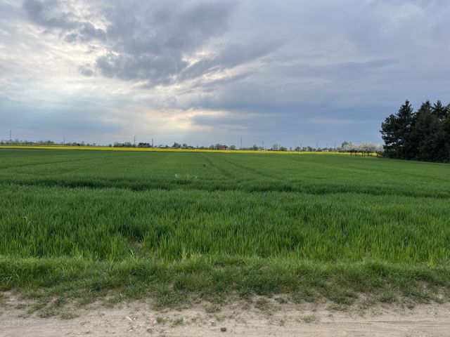 Działka rolna Mrowino, ul. Polna. Zdjęcie 1