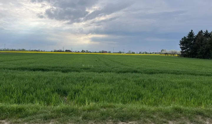 Działka rolna Mrowino, ul. Polna