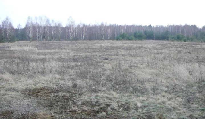 Działka budowlana Wieliszew, ul. Podgórna