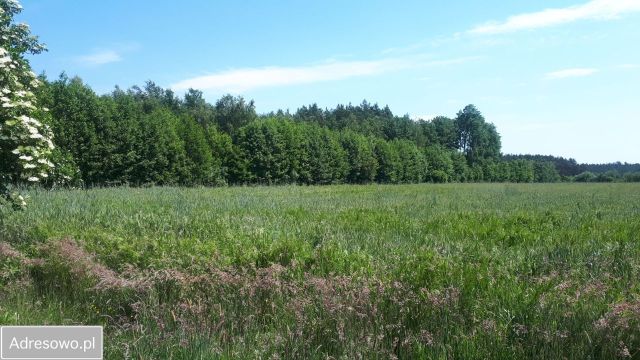 Działka rolna Pijawnia. Zdjęcie 1