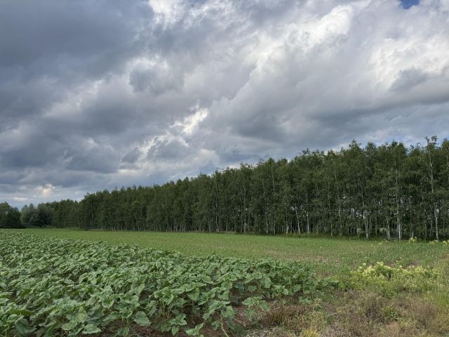 Działka leśna Charytany Zamiśnie. Zdjęcie 5