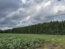 Działka leśna Charytany Zamiśnie. Zdjęcie 4