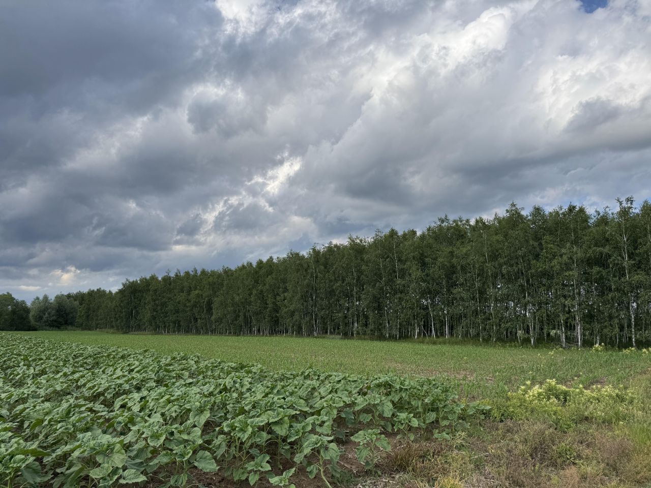 Działka leśna Charytany Zamiśnie. Zdjęcie 5