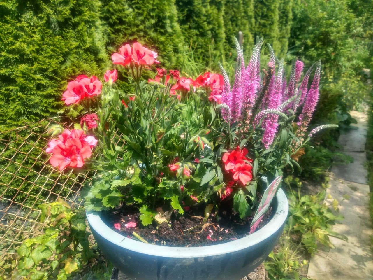 Działka rod Sosnowiec. Zdjęcie 8