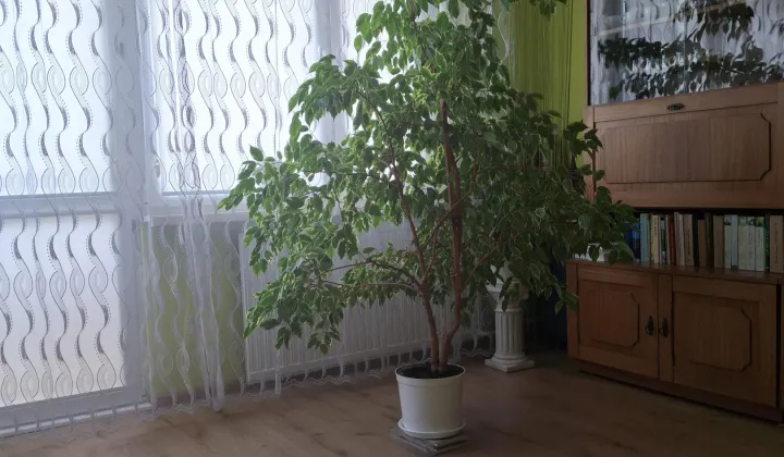 Mieszkanie 3-pokojowe Lipiny, Lipowa
