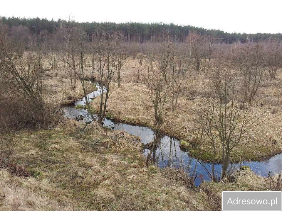 Działka leśna Szczechowo. Zdjęcie 7