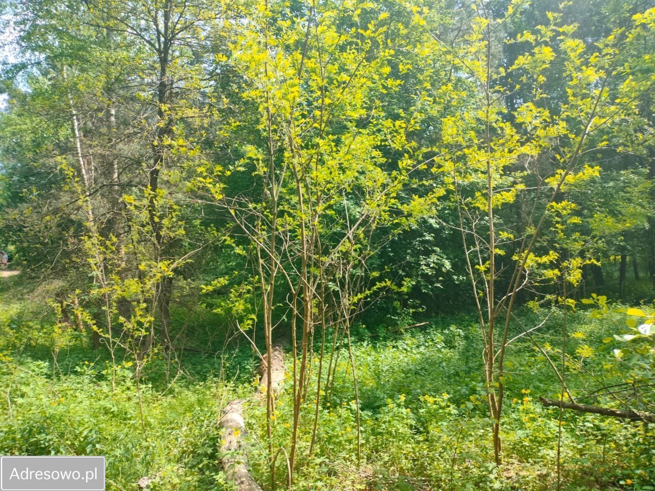 Działka rekreacyjna Nadkole. Zdjęcie 10