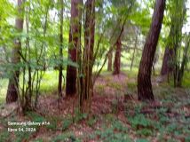 Działka leśna Smerekowiec. Zdjęcie 2