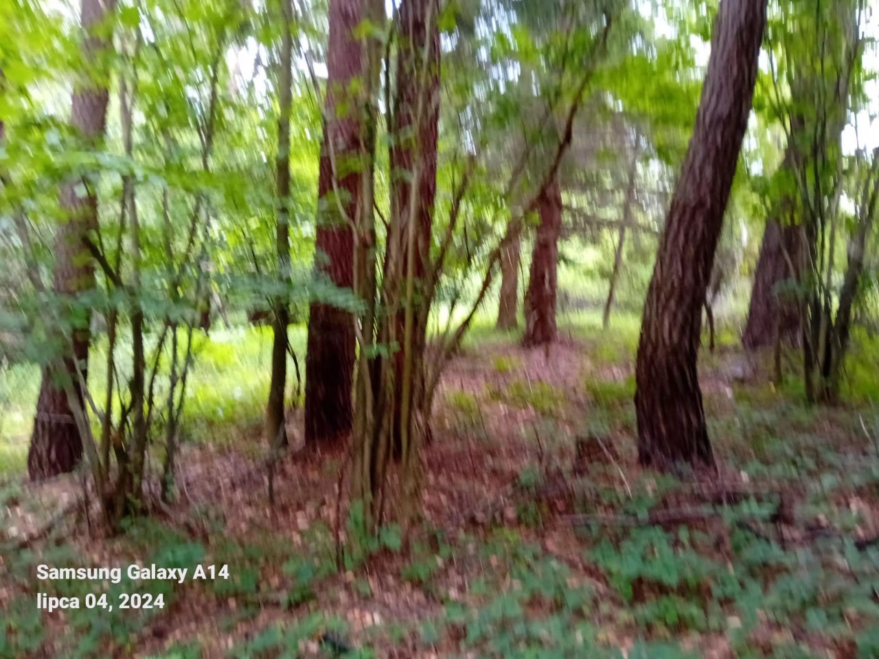 Działka leśna Smerekowiec. Zdjęcie 3