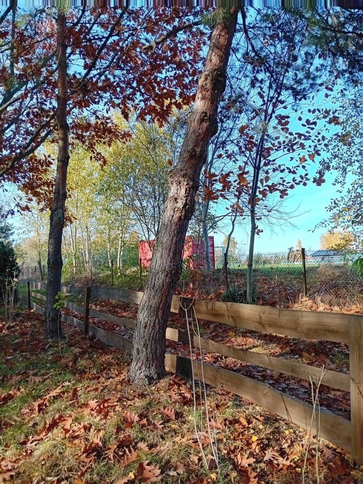 Działka rod Radom Godów, ul. Ciborowska. Zdjęcie 6