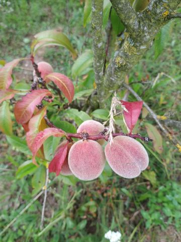 Działka rod Starogard Gdański Centrum, ul. Hermanowska. Zdjęcie 1