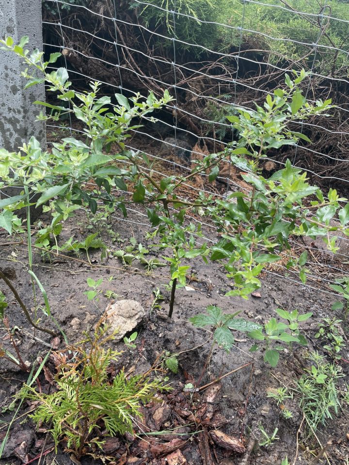 Działka budowlana Chinów. Zdjęcie 10
