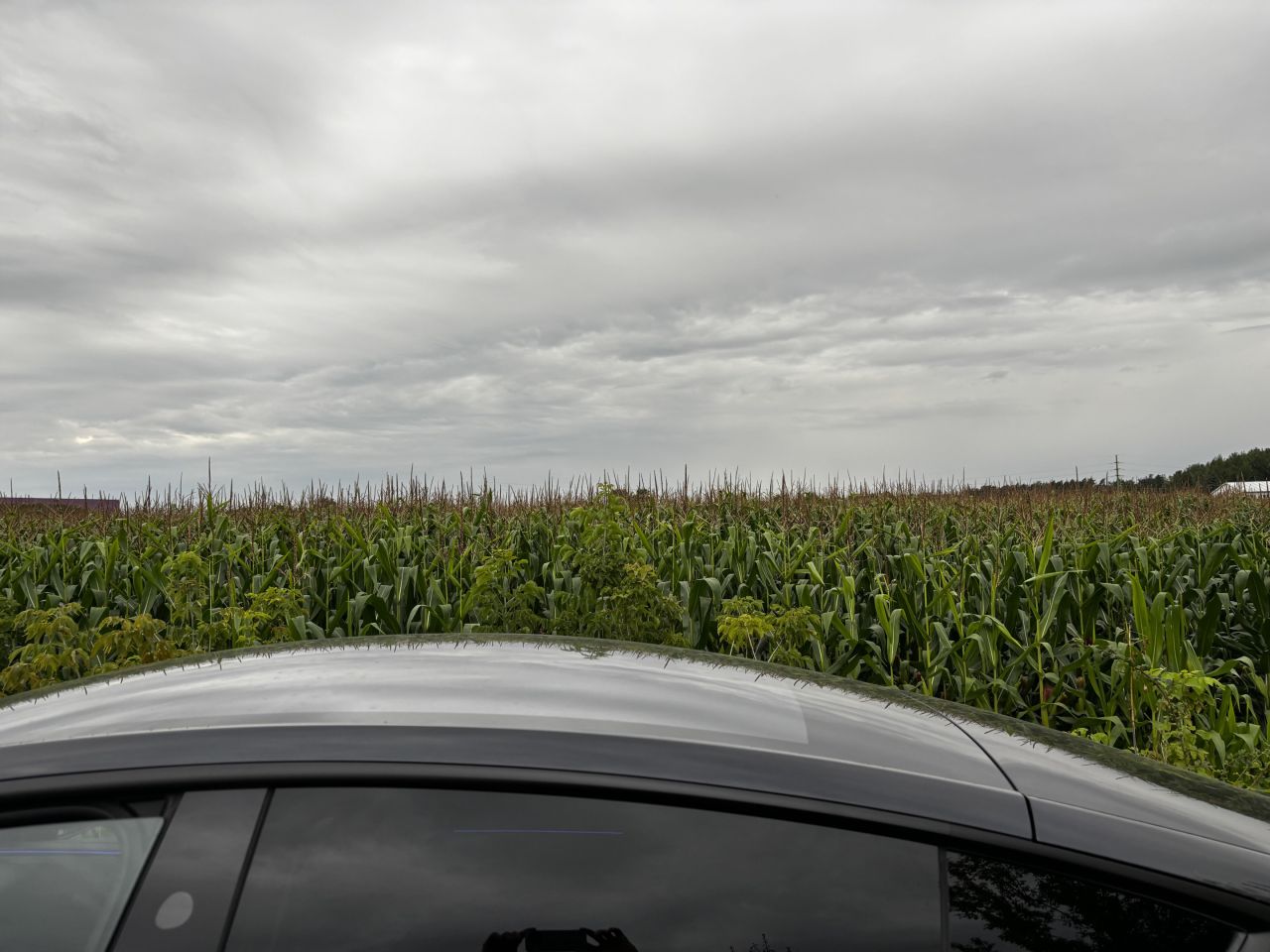 Działka budowlana Teresin, ul. Sarnia. Zdjęcie 7