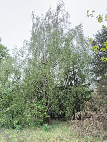 Działka budowlana Owczarnia, ul. Książenicka. Zdjęcie 2