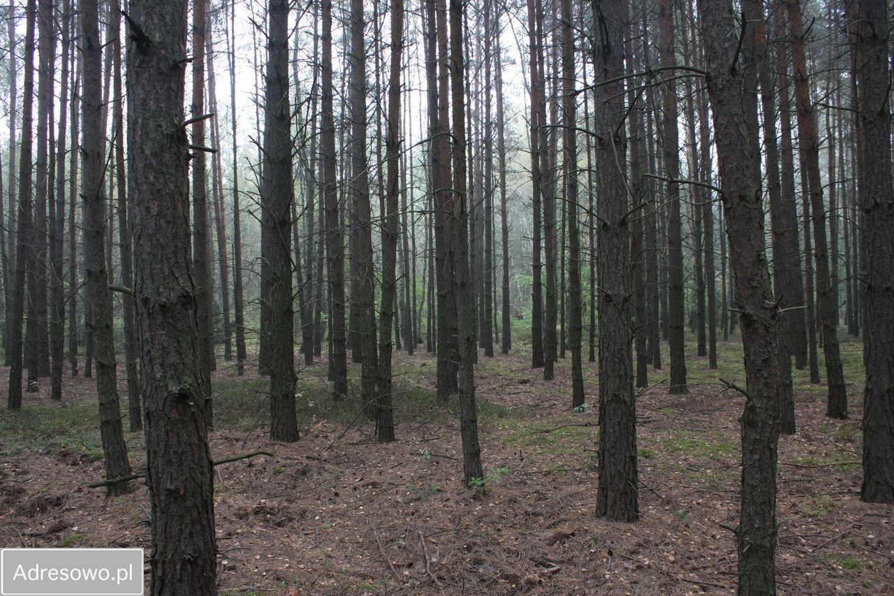 Działka inwestycyjna Adampol. Zdjęcie 4