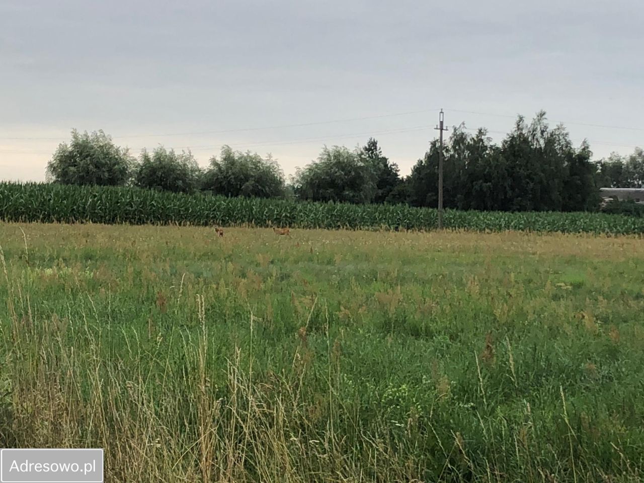 Działka budowlana Biała Panieńska. Zdjęcie 7