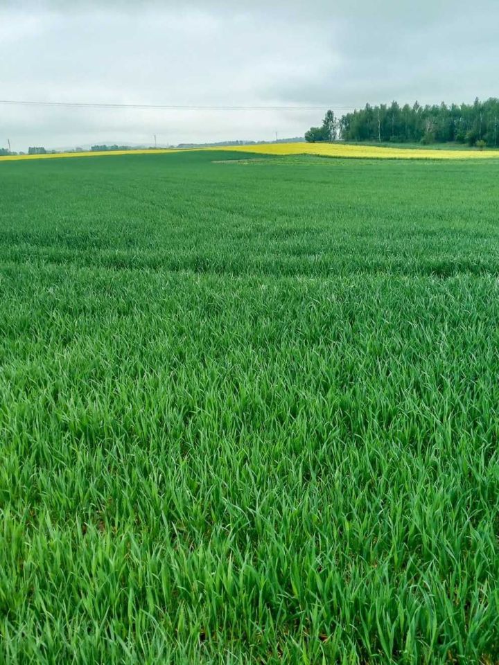 Działka rolna Radziechów. Zdjęcie 5