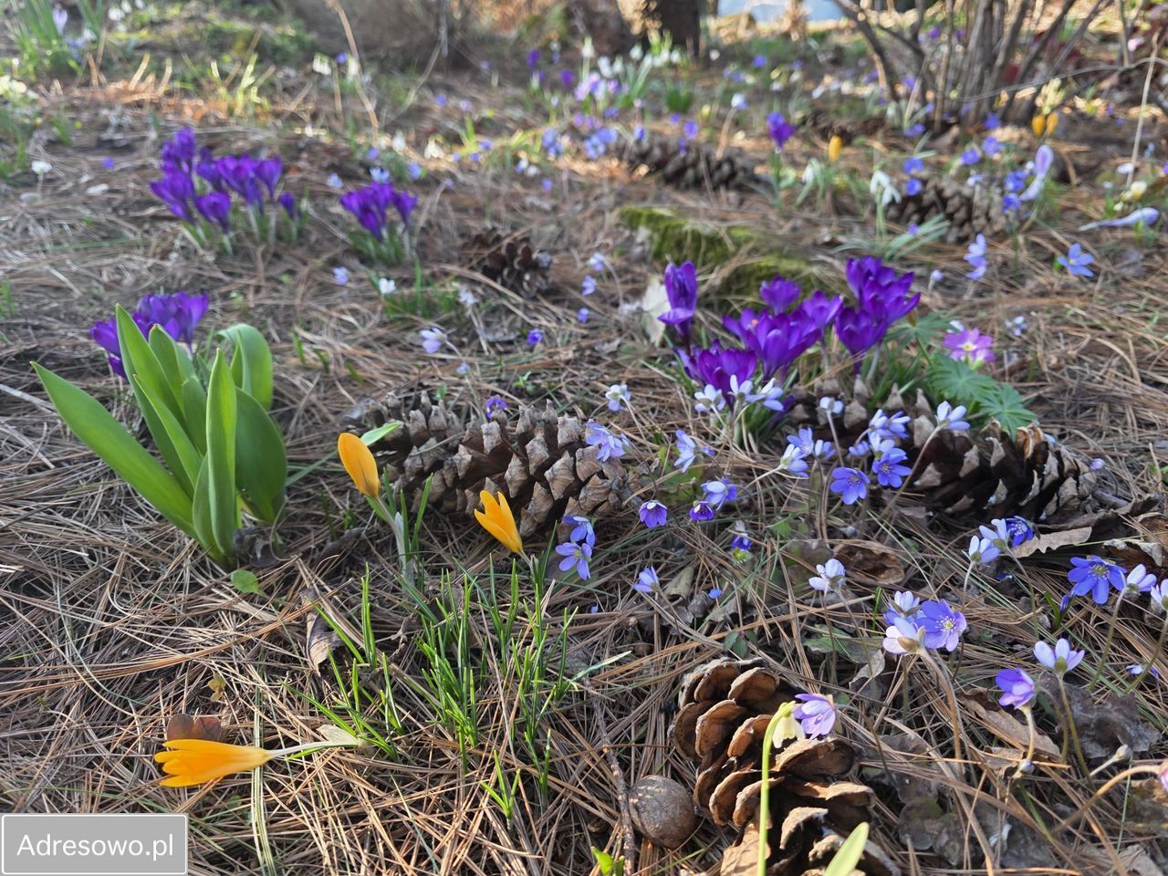 Działka rod Bielsko-Biała Kamienica. Zdjęcie 4