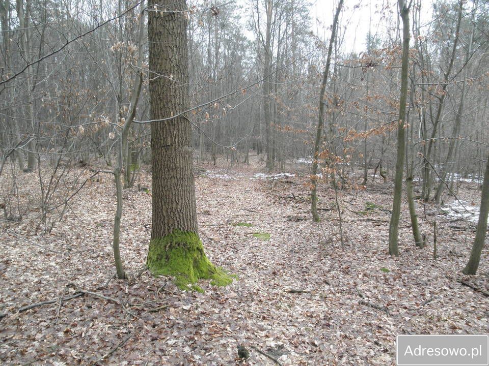 Działka leśna Sobolew, ul. Łaskarzewska. Zdjęcie 10