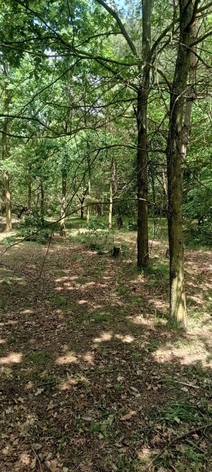 Działka Rudno. Zdjęcie 3