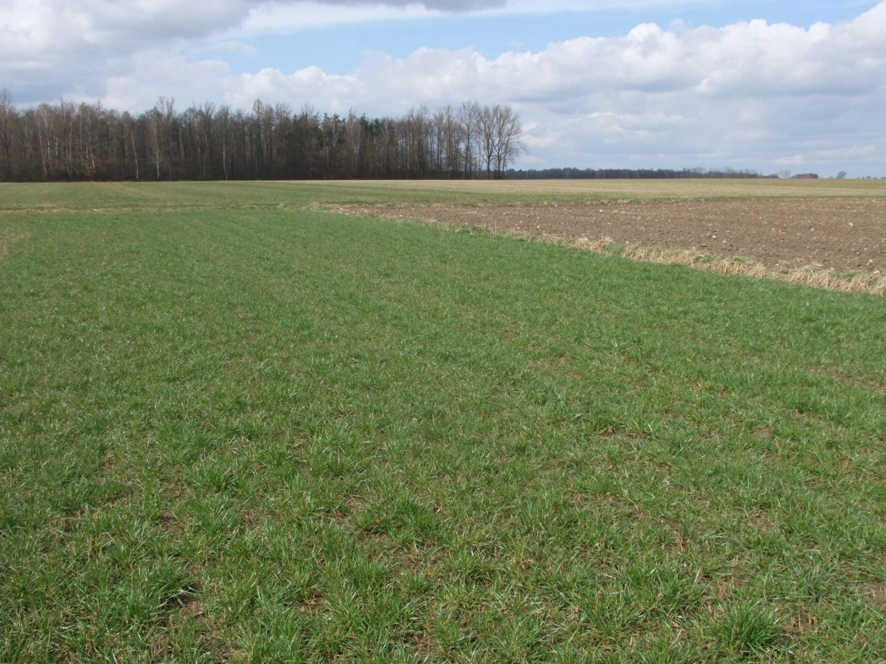 Działka rolno-budowlana Przeździecko-Drogoszewo. Zdjęcie 2