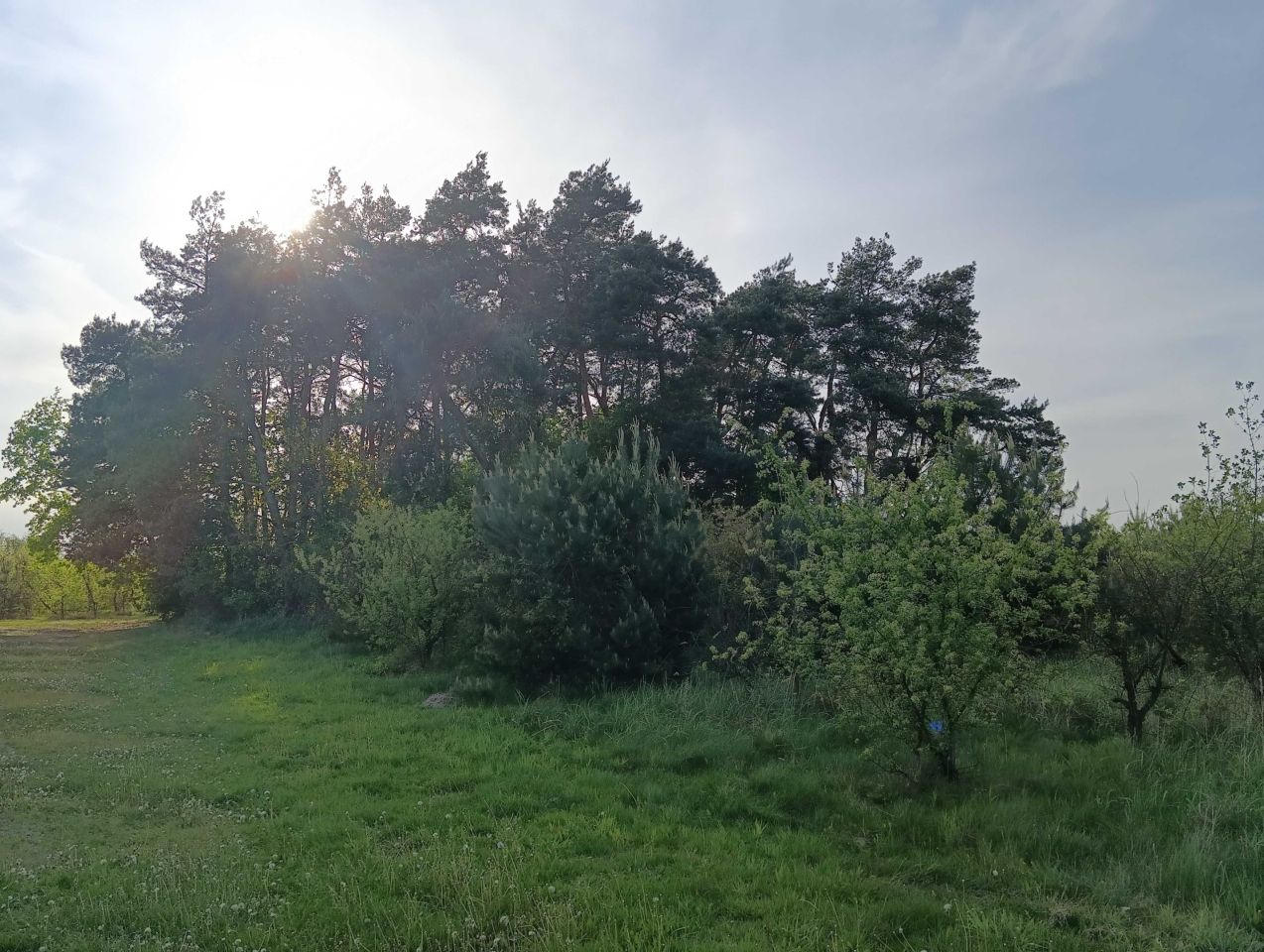 Działka rolna Wola Krobowska. Zdjęcie 2