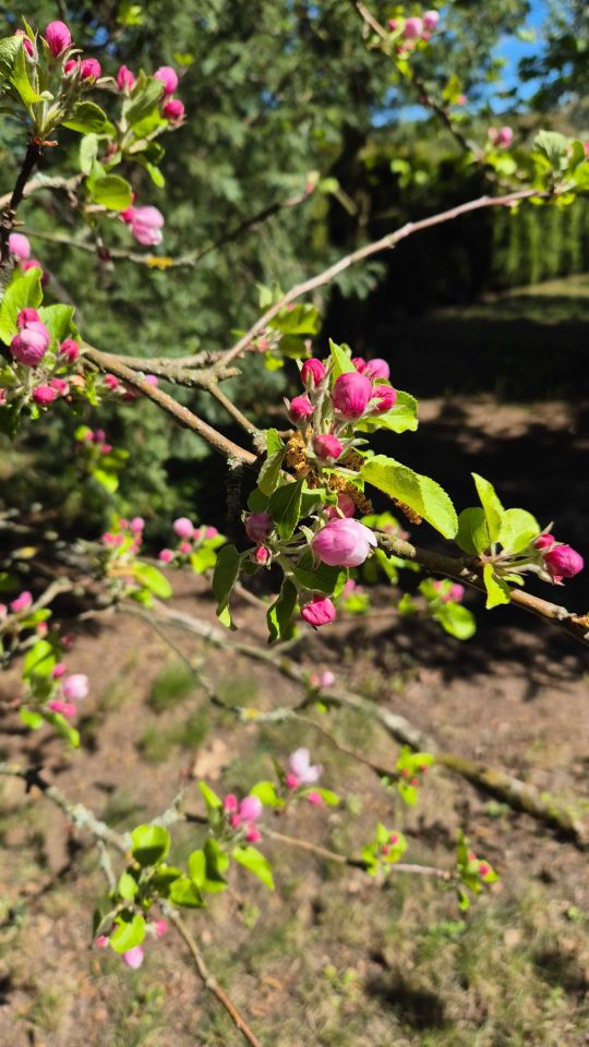 Działka rod Leszno Grzybowo, ul. Osiecka. Zdjęcie 8