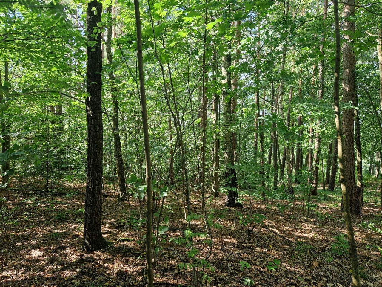 Działka budowlana Giby. Zdjęcie 5