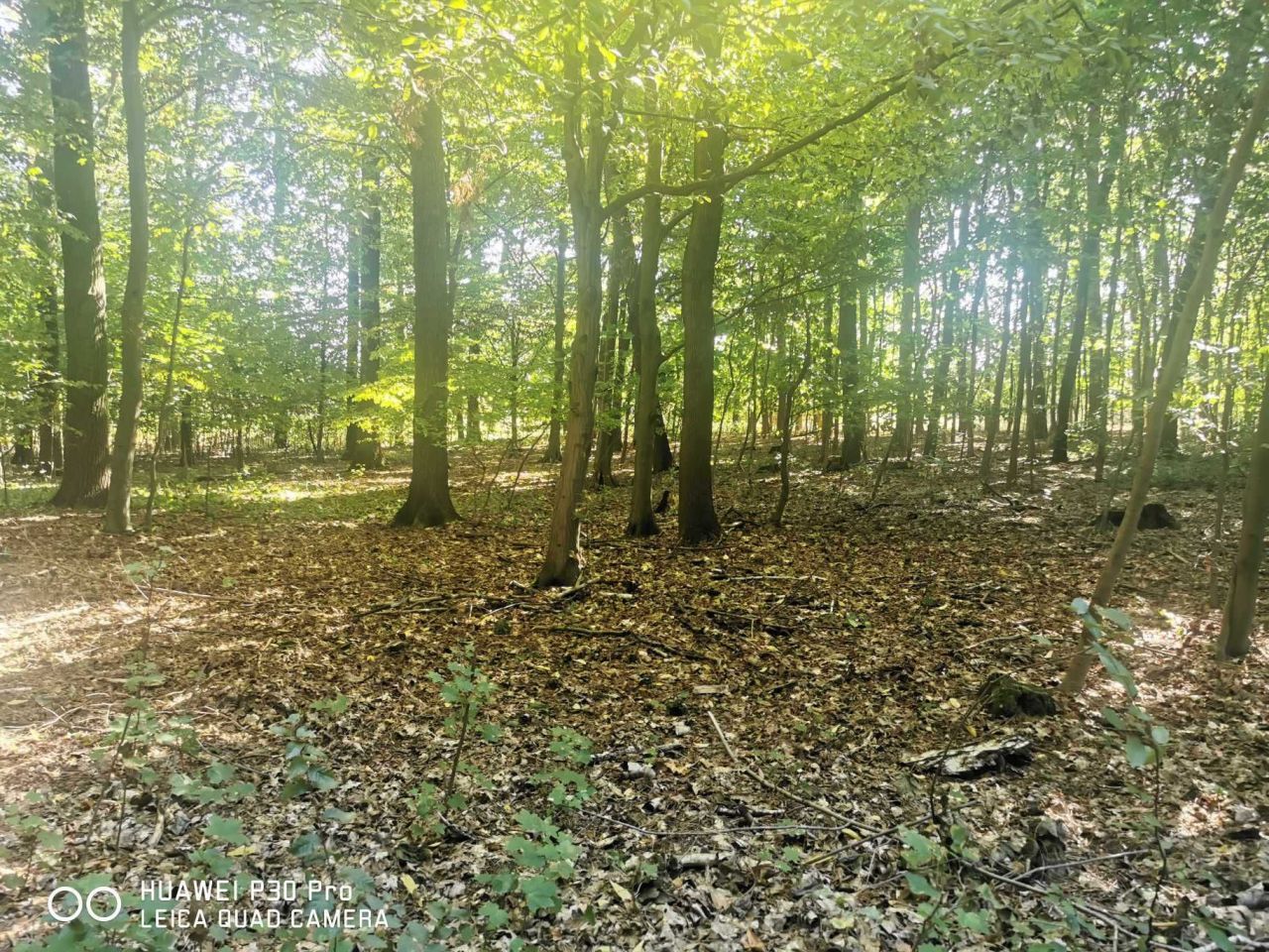 Działka siedliskowa Sierzchów. Zdjęcie 5