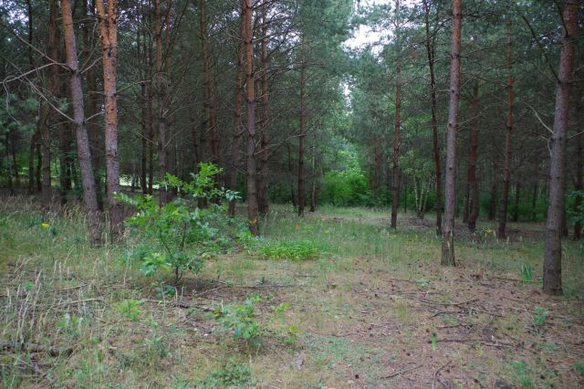 Działka budowlana Sokołowo. Zdjęcie 1