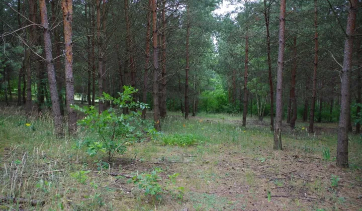 Działka budowlana Sokołowo