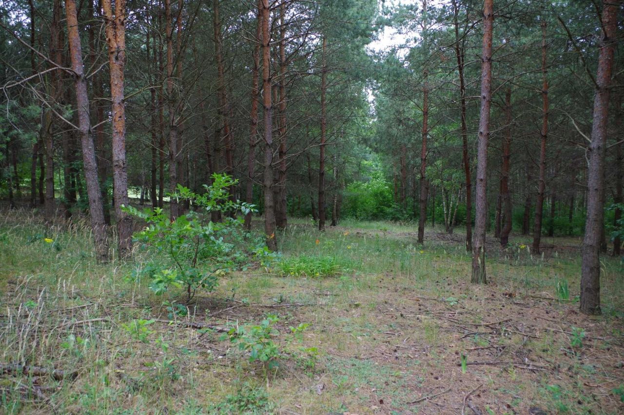 Działka budowlana Sokołowo. Zdjęcie 1
