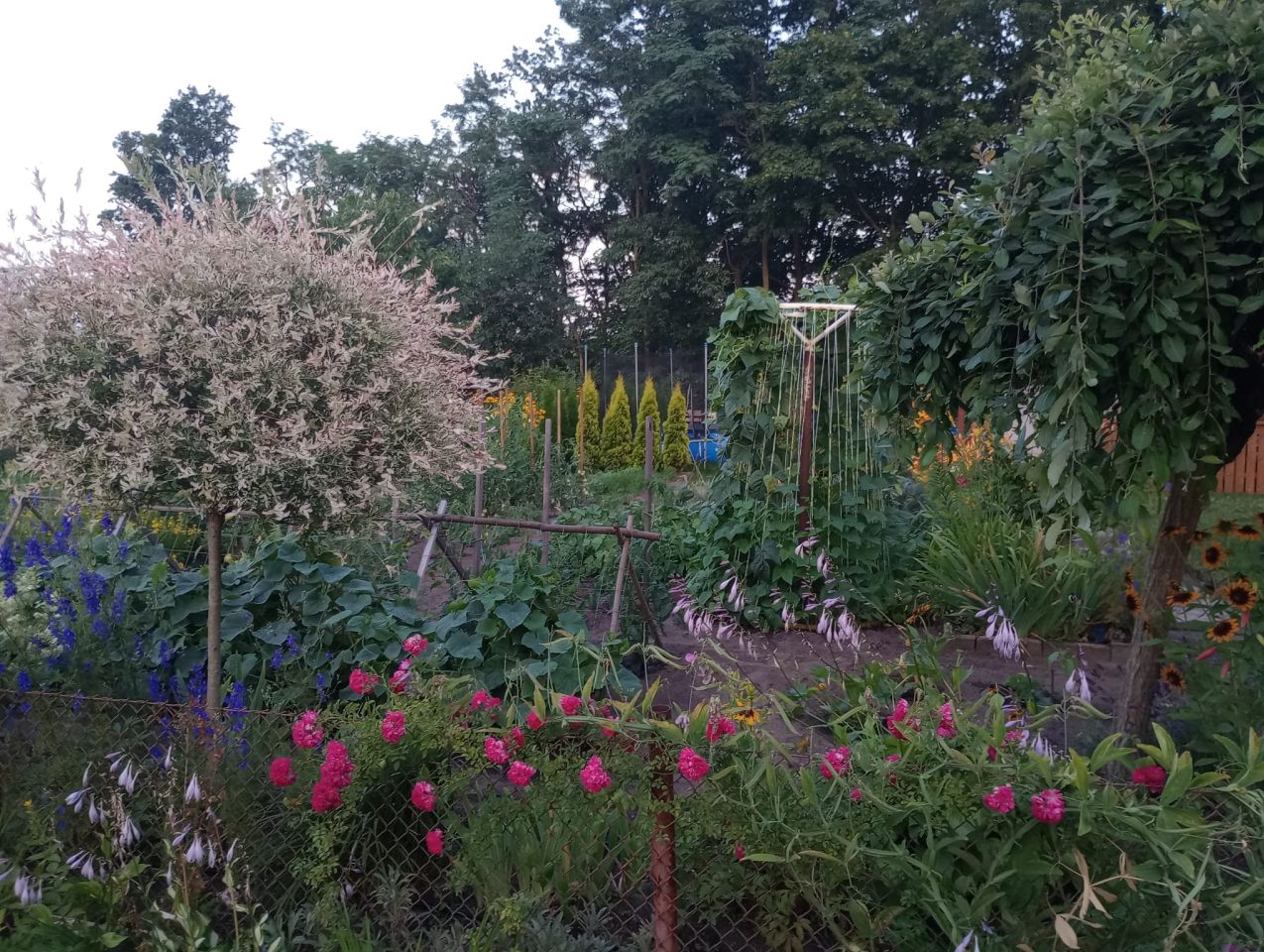 Działka rod Zielona Góra, ul. Osiedle Pomorskie. Zdjęcie 21