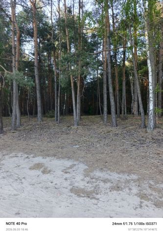 Działka leśna Przyrownica. Zdjęcie 1