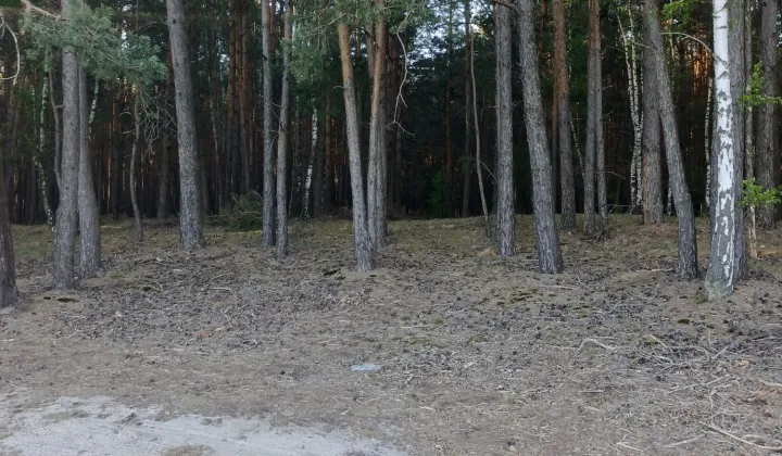 Działka leśna Przyrownica