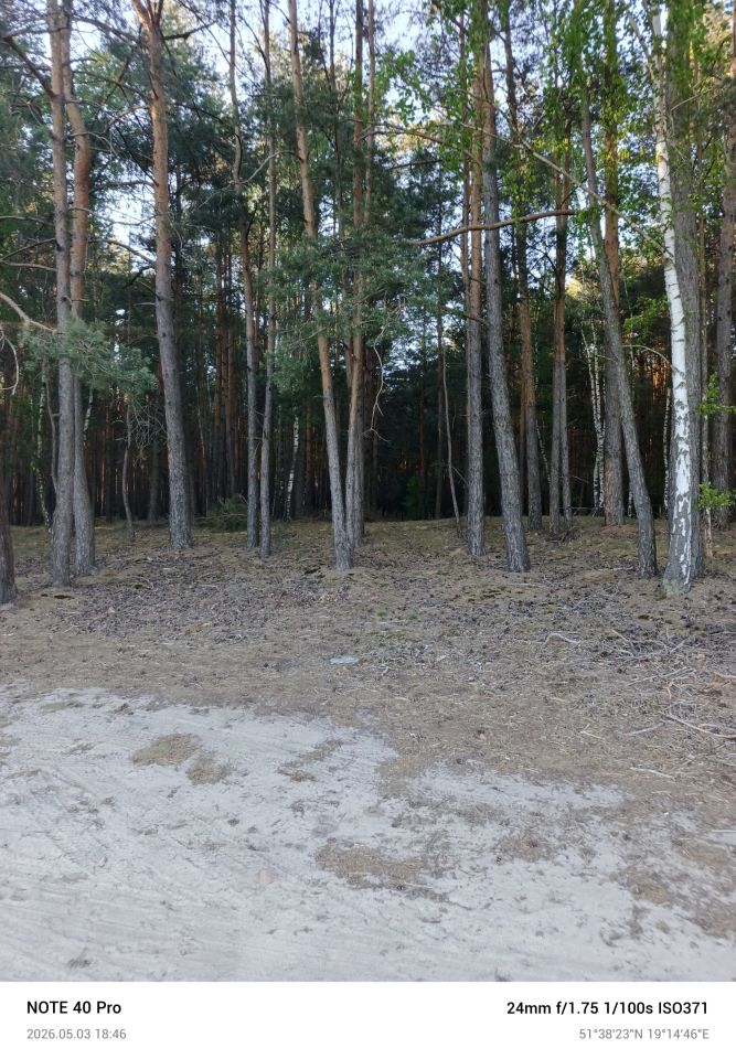 Działka leśna Przyrownica. Zdjęcie 2
