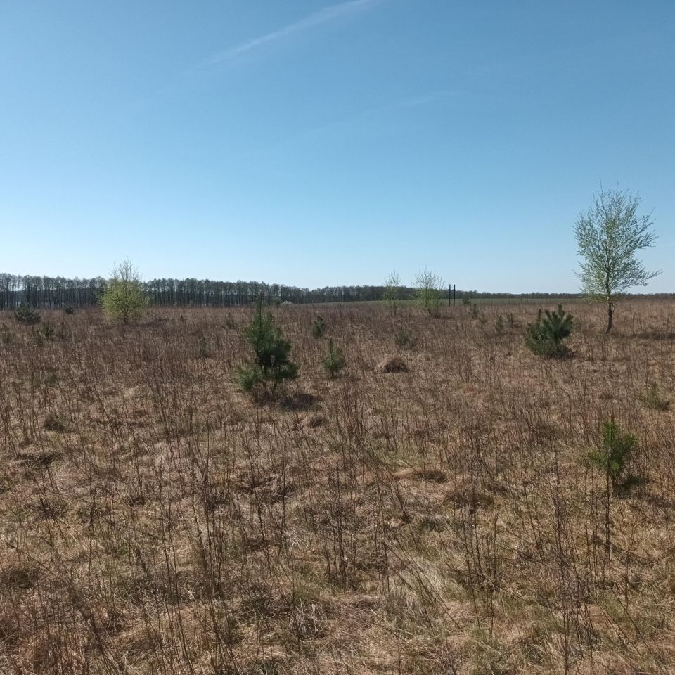 Działka budowlana Grąbczyn. Zdjęcie 8