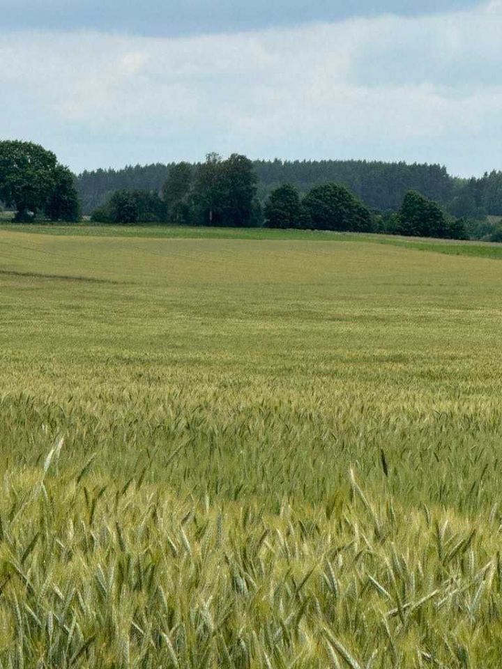 Działka rolna Szkudaj. Zdjęcie 1