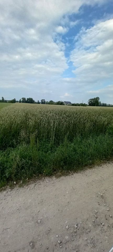 Działka rolna Kurów. Zdjęcie 3