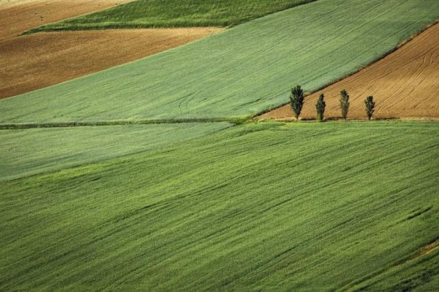 Działka rolna Granowo. Zdjęcie 1