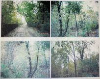 Działka siedliskowa Lasek. Zdjęcie 1