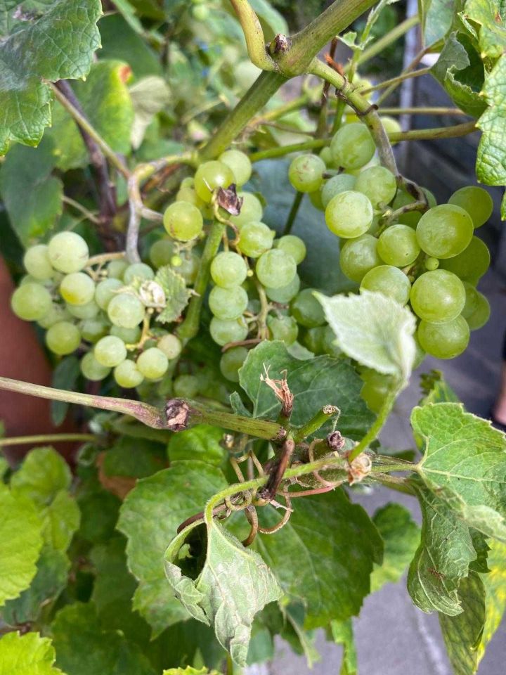 Działka rod Wągrowiec, ul. Gnieźnieńska. Zdjęcie 2