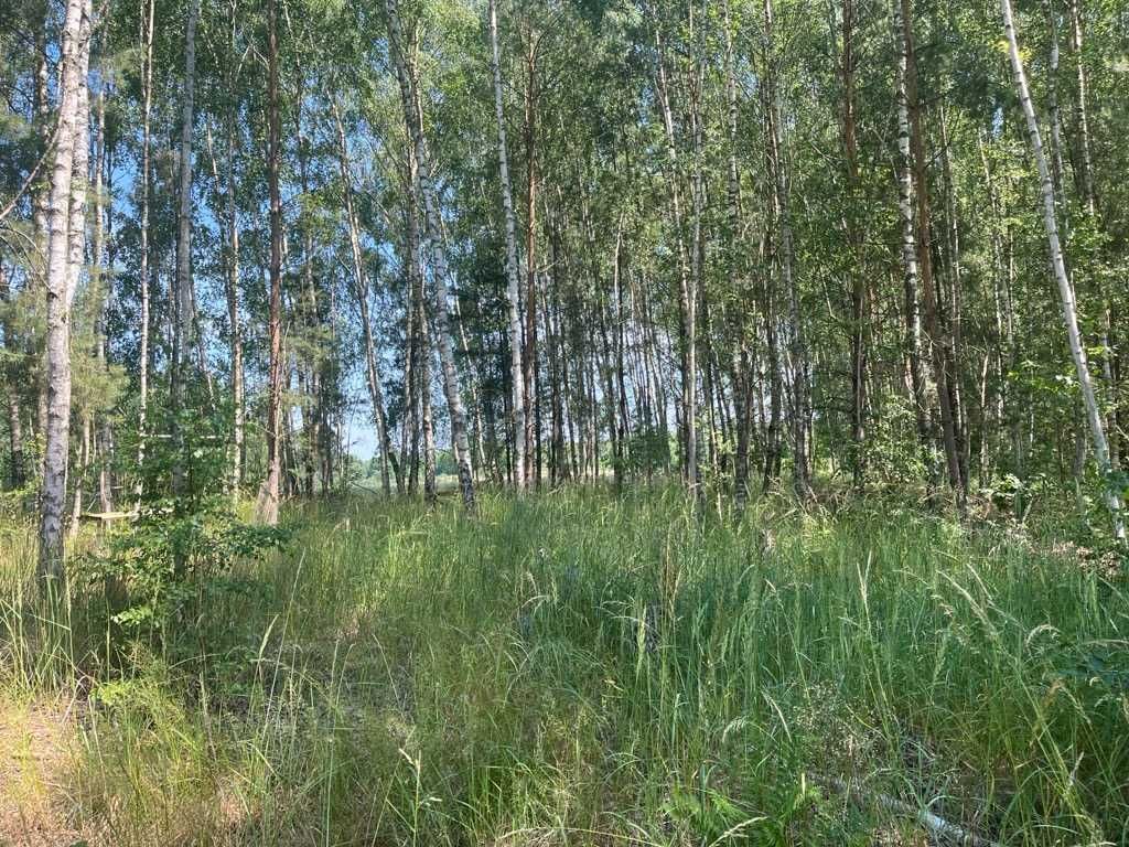Działka rekreacyjna Chłopowo. Zdjęcie 7